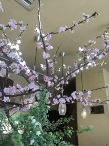 桜　大枝