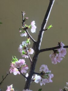 河津桜