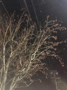 全て食べられてしまったナナカマド